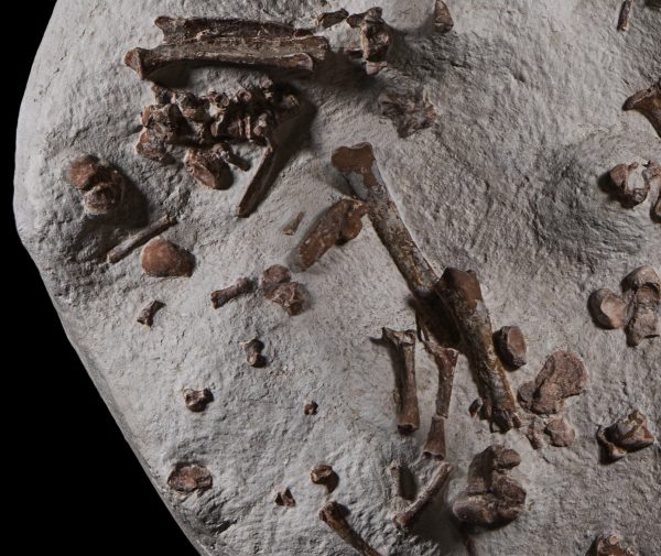 Oreodont Merycoidodon Mass Mortality Plate #36 - Image 3