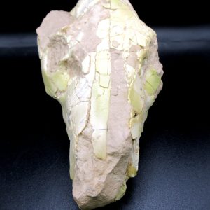Genuine Oligocene Age Merycoidodon Oreodont Skull Fossil for Sale from Wyoming #36