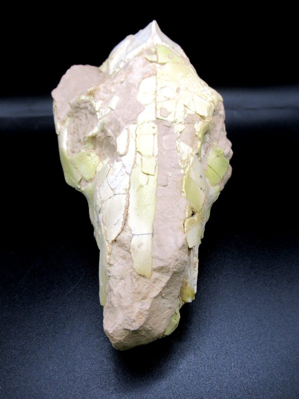 Oreodont Skull Genuine Wyoming Fossil for Sale #36