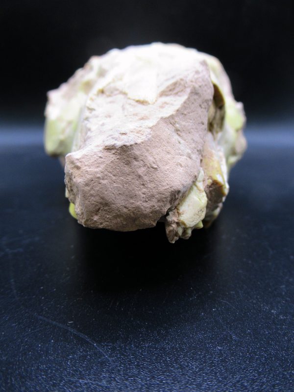 Oreodont Skull Genuine Wyoming Fossil for Sale #36 - Image 2