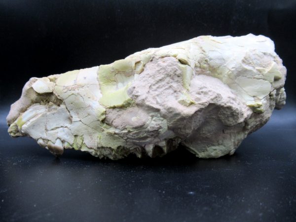 Oreodont Skull Genuine Wyoming Fossil for Sale #36 - Image 7