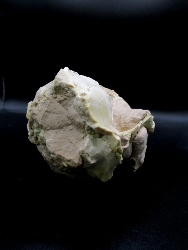 Oreodont Skull Genuine Wyoming Fossil for Sale #36 - Image 6