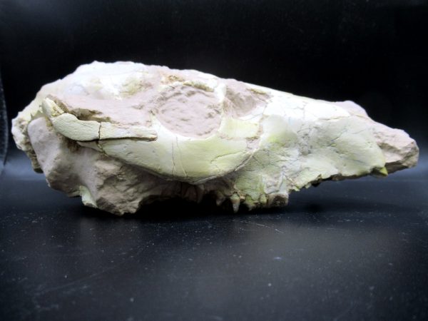 Oreodont Skull Genuine Wyoming Fossil for Sale #36 - Image 5