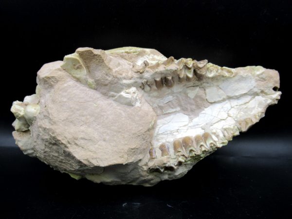 Oreodont Skull Genuine Wyoming Fossil for Sale #36 - Image 4