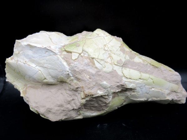 Oreodont Skull Genuine Wyoming Fossil for Sale #36 - Image 3