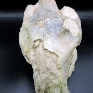 Genuine Oligocene Age Merycoidodon Oreodont Skull Fossil for Sale from Wyoming #37