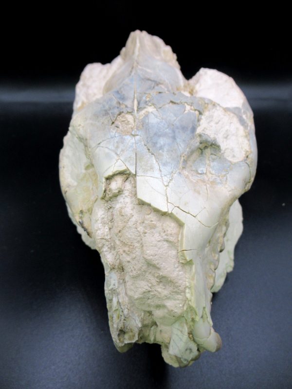 Oreodont Skull Genuine Wyoming Fossil for Sale #37