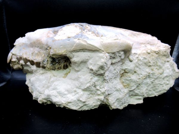 Oreodont Skull Genuine Wyoming Fossil for Sale #37 - Image 7