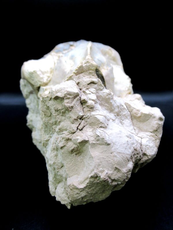 Oreodont Skull Genuine Wyoming Fossil for Sale #37 - Image 6