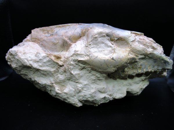 Oreodont Skull Genuine Wyoming Fossil for Sale #37 - Image 5