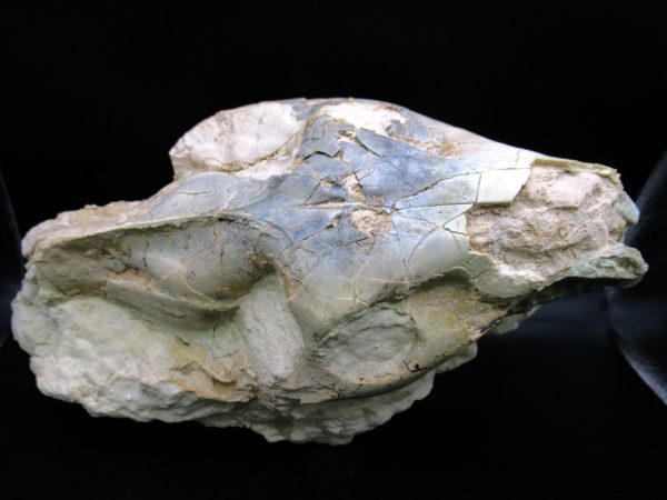 Oreodont Skull Genuine Wyoming Fossil for Sale #37 - Image 4