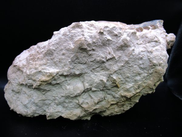 Oreodont Skull Genuine Wyoming Fossil for Sale #37 - Image 3