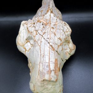 Genuine Oligocene Age Merycoidodon Oreodont Skull Fossil for Sale from Wyoming #38