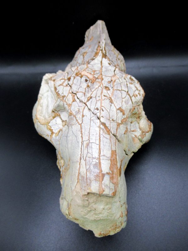 Oreodont Skull Genuine Wyoming Fossil for Sale #38