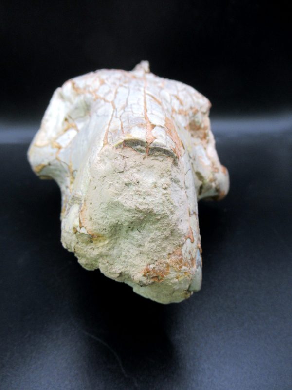 Oreodont Skull Genuine Wyoming Fossil for Sale #38 - Image 2