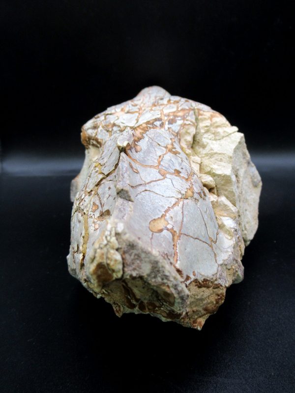 Oreodont Skull Genuine Wyoming Fossil for Sale #38 - Image 6