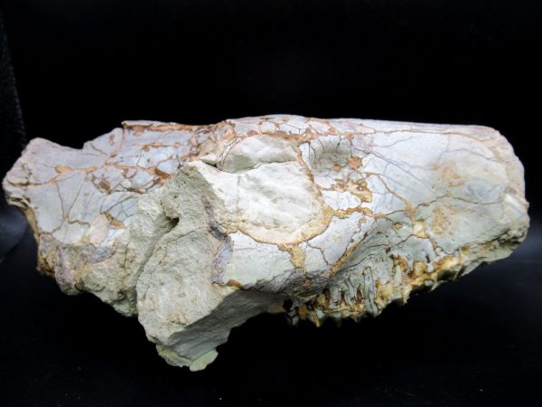 Oreodont Skull Genuine Wyoming Fossil for Sale #38 - Image 5