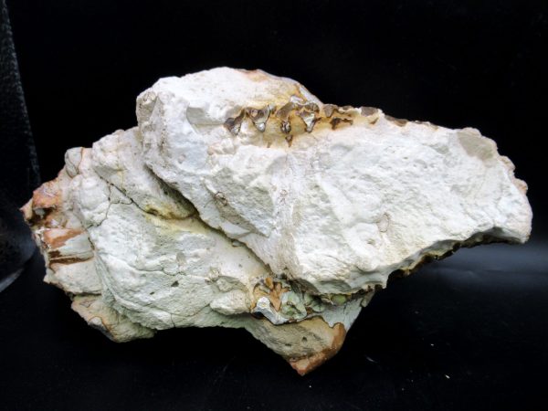 Oreodont Skull Genuine Wyoming Fossil for Sale #38 - Image 3