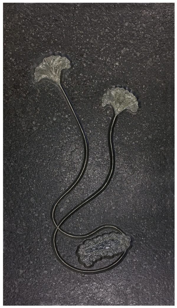 Holzmaden Crinoid Plate Seirocrinus subangularis #4