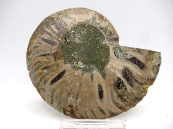 General Cretaceous Age Cleoniceras Ammonite Medium Pair Fossils From Madagascar For Sale #144a