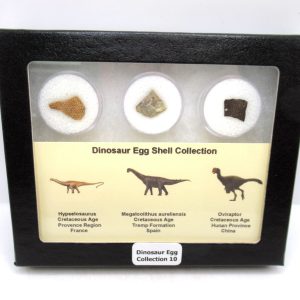 Dinosaur Egg Collection - Set of 3 Different Dinosaurs  #10
