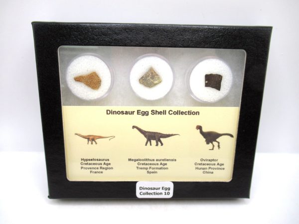 Dinosaur Egg Collection - Set of 3 Different Dinosaurs  #10