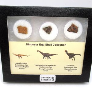 Dinosaur Egg Collection - Set of 3 Different Dinosaurs  #11