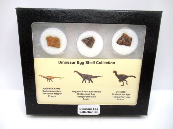 Dinosaur Egg Collection - Set of 3 Different Dinosaurs  #11