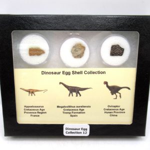 Dinosaur Egg Collection - Set of 3 Different Dinosaurs  #12
