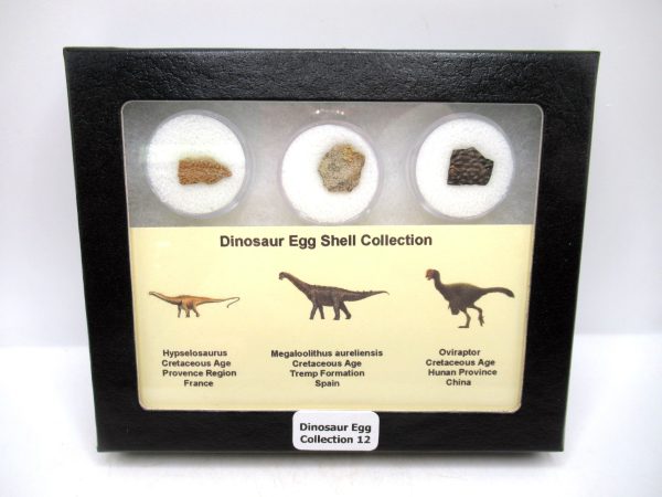 Dinosaur Egg Collection - Set of 3 Different Dinosaurs  #12