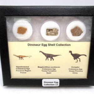 Dinosaur Egg Collection - Set of 3 Different Dinosaurs  #13