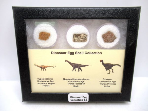 Dinosaur Egg Collection - Set of 3 Different Dinosaurs  #13