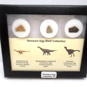 Dinosaur Egg Collection - Set of 3 Different Dinosaurs  #14