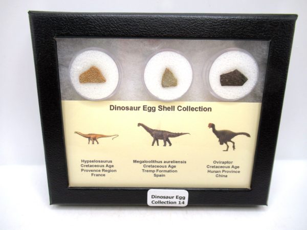 Dinosaur Egg Collection - Set of 3 Different Dinosaurs  #14