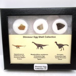 Dinosaur Egg Collection - Set of 3 Different Dinosaurs  #15