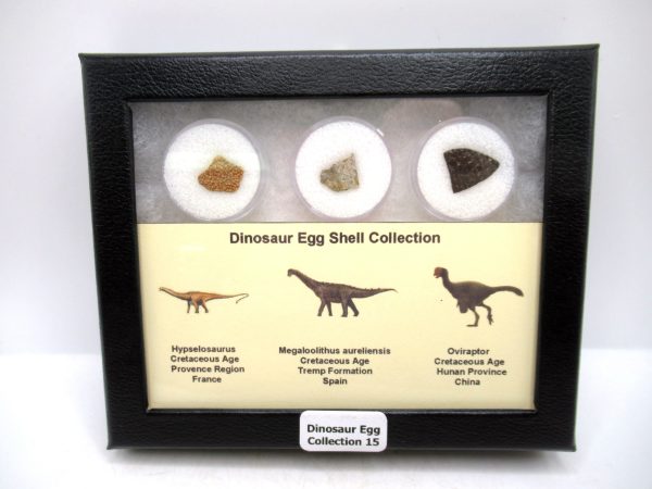 Dinosaur Egg Collection - Set of 3 Different Dinosaurs  #15