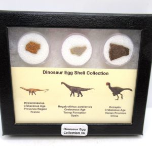 Dinosaur Egg Collection - Set of 3 Different Dinosaurs  #16
