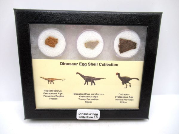 Dinosaur Egg Collection - Set of 3 Different Dinosaurs  #16