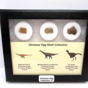 Dinosaur Egg Collection - Set of 3 Different Dinosaurs  #17