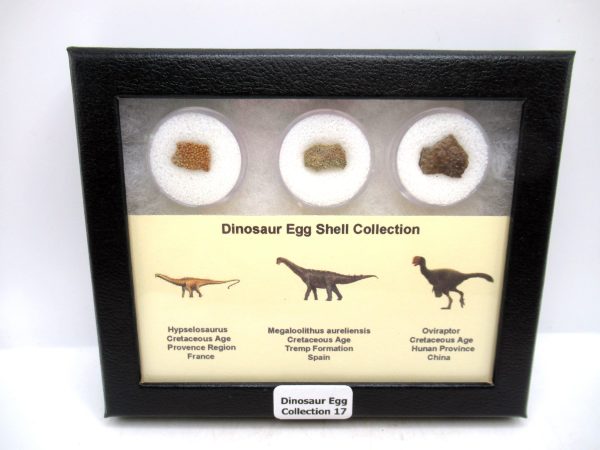 Dinosaur Egg Collection - Set of 3 Different Dinosaurs  #17