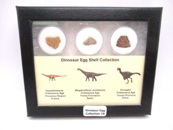 Dinosaur Egg Collection - Set of 3 Different Dinosaurs  #18