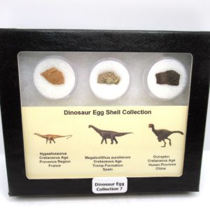 Dinosaur Egg Collection - Set of 3 Different Dinosaurs  #7