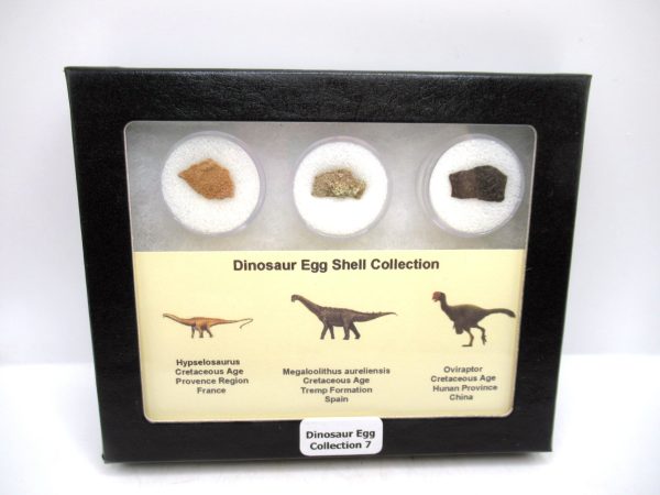 Dinosaur Egg Collection - Set of 3 Different Dinosaurs  #7