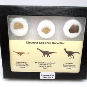Dinosaur Egg Collection - Set of 3 Different Dinosaurs  #8