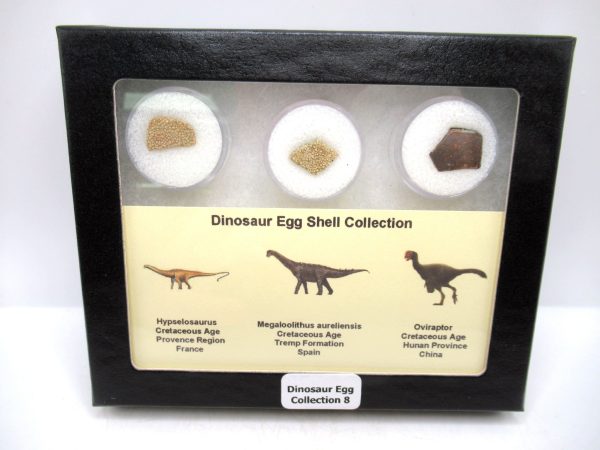 Dinosaur Egg Collection - Set of 3 Different Dinosaurs  #8
