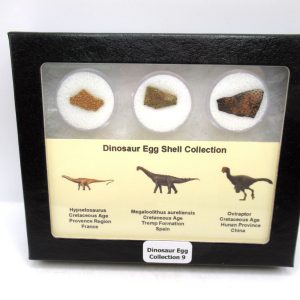 Dinosaur Egg Collection - Set of 3 Different Dinosaurs  #9