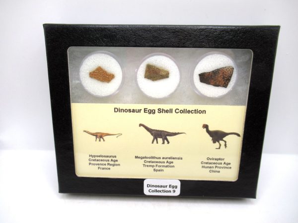 Dinosaur Egg Collection - Set of 3 Different Dinosaurs  #9