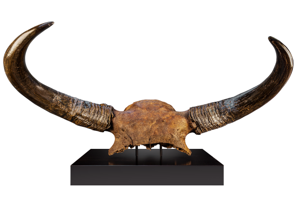 Bison Priscus Ice Age Bison Skull from Yakutia Russia