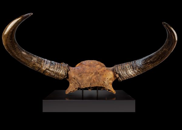 Bison Priscus Ice Age Bison Skull from Yakutia Russia - Image 2