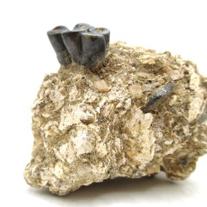 Desmostylus hesperus Tooth #1